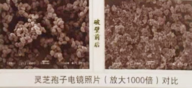 靈芝孢子粉使用說明介紹 靈芝孢子粉使用說明介紹